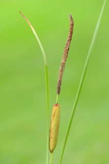 Narrow Leaf Cattail
