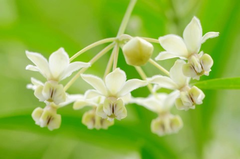 Narrow-Leaf Cotton Bush