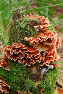Bleeding Oak Crust