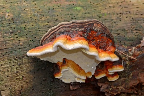 Red Banded Polypore