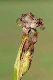 Maize bunt