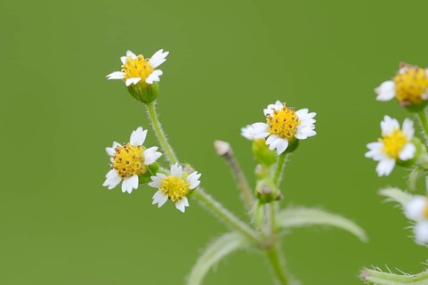 Hairy buttonwort