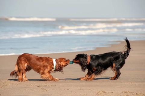 Cavalier King Charles Spaniel