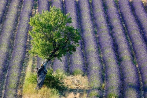 Lavender field
