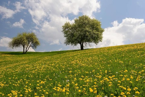 Dandelion