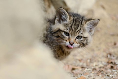 European Wildcat