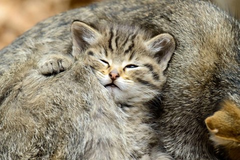 Common Wild Cat