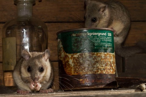 Fat dormouse