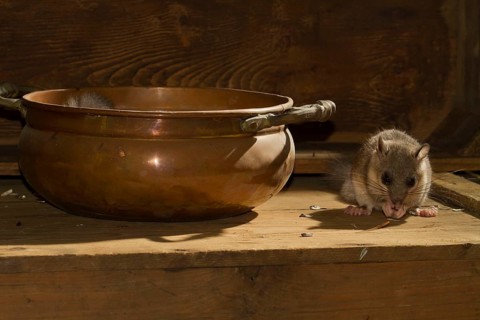 Edible dormouse