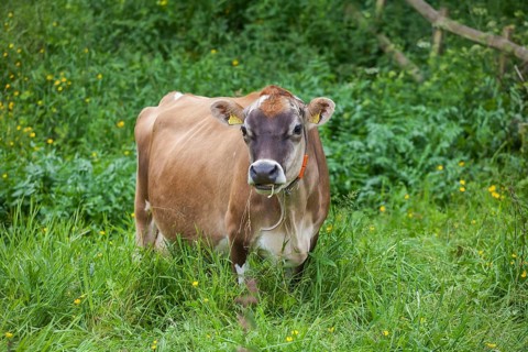 Cow