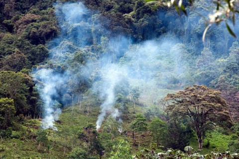 Deforestation of the cloud forest