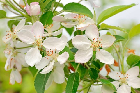 Apricots