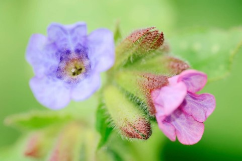 Lungwort