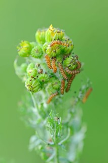 Cinnabar Moth