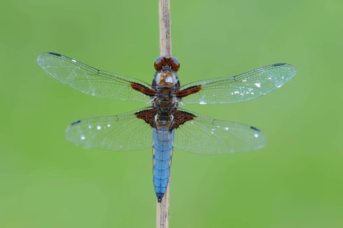 Broad-bodied Chaser