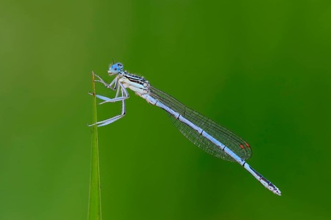 White-legged Damselfly