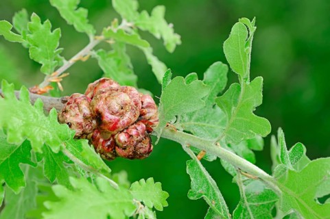 Oak sponge gall wasp