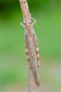 Egyptian migratory grasshopper