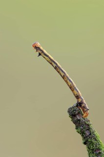 Mottled Umber
