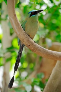 Blue-crowned Motmot