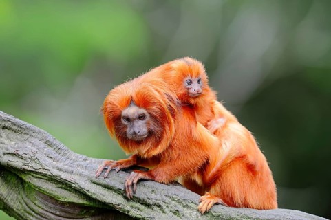 Golden Lion Tamarin with young