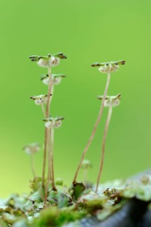 Common Liverwort