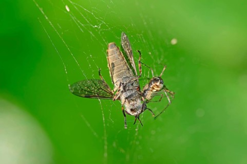 Common Linyphia triangularis