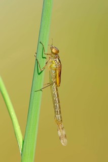 Willow Emerald Damselfly