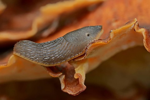 Red slug
