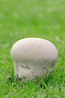 Mosaic Puffball