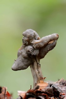Black Elfin Saddle