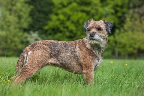 Border terrier