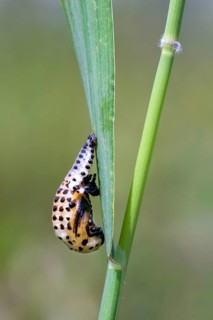 Ladybird