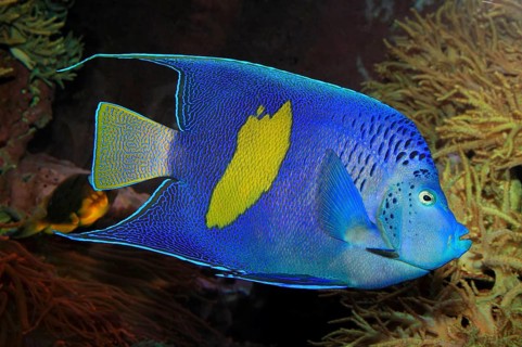 Crescent angelfish