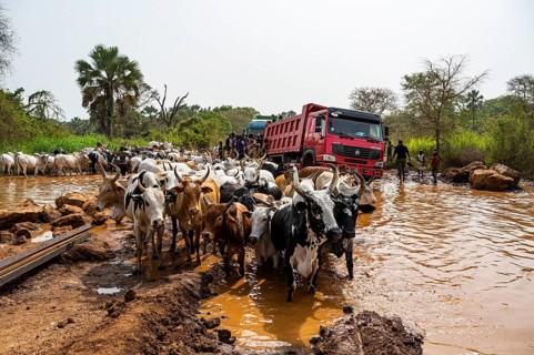 Truck stuck in a waterhole while a herd of cows passing by