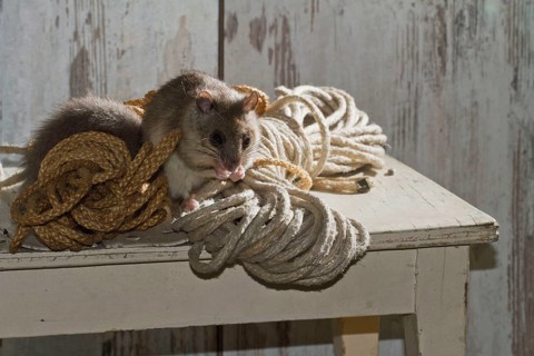Fat dormouse