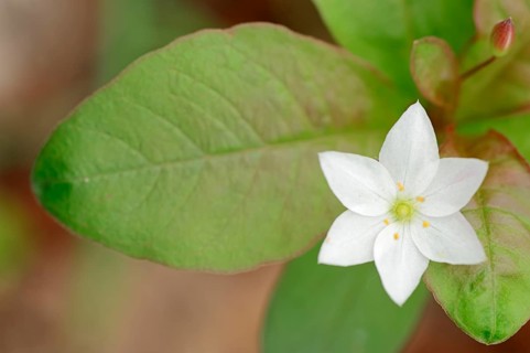 Chickweed Wintergreen