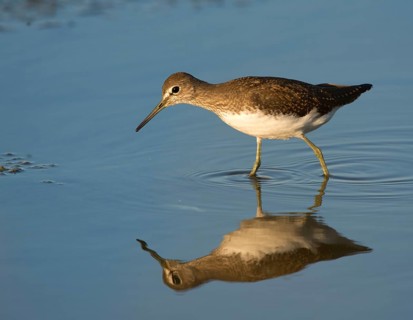 Green Sandpiper