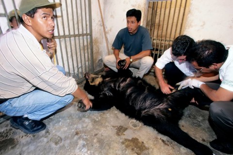 Biologists taking blood samples of Spectacled Bear