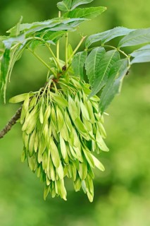 European ash