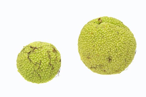 Osage orange
