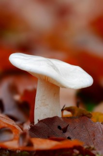 Ivory Waxy Cap