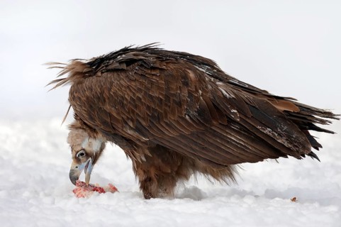 Cinereous vulture
