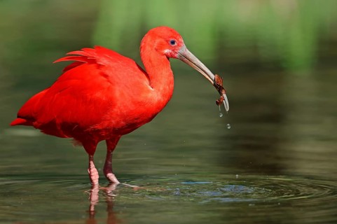 Scarlet Ibis