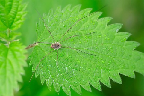 Harvestman