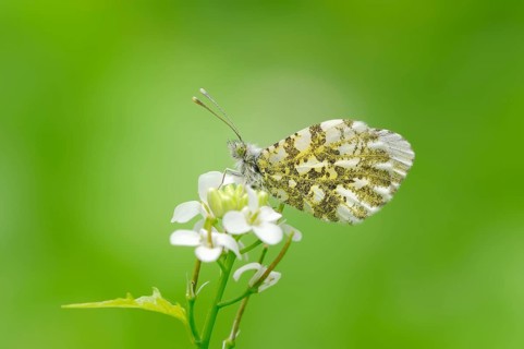Orange Tip