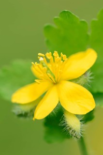 Greater Celandine