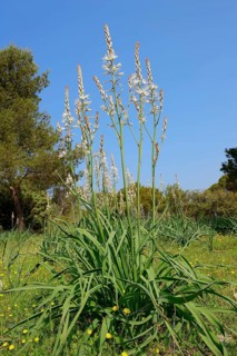 White asphodel