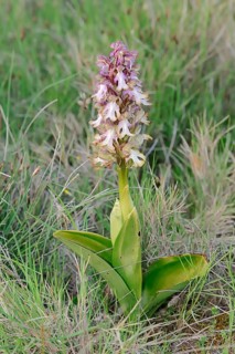 Giant orchid