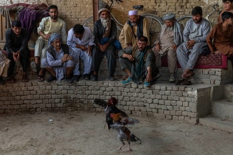 Traditional cockfight in Mazar-E-Sharif